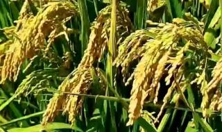 杂交稻与粳米的区别 杂交水稻和普通水稻的区别